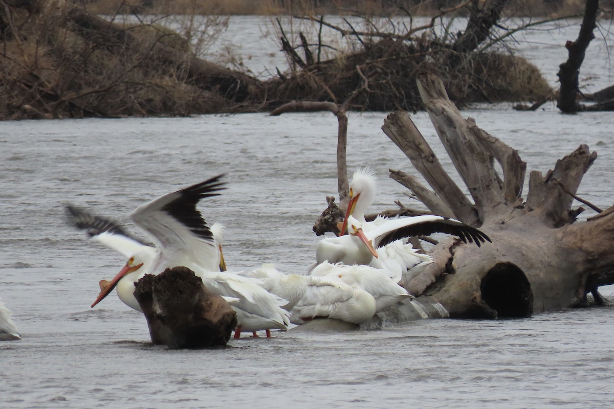 American White Pelican - ML438705551