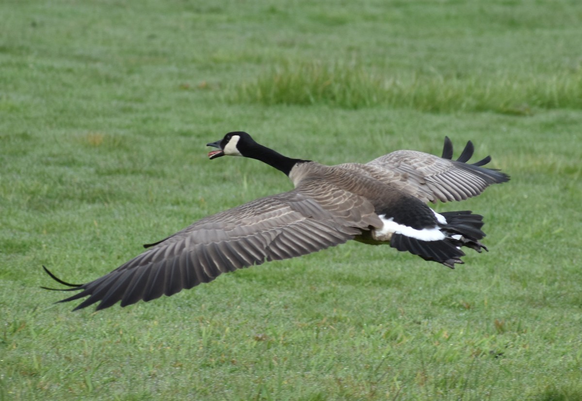 Canada Goose - ML438705591