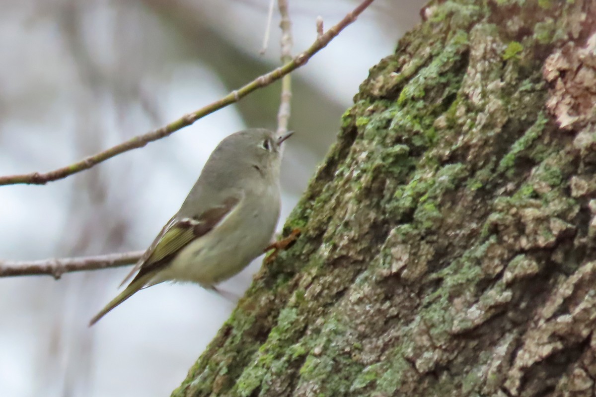 Ruby-crowned Kinglet - ML438705711