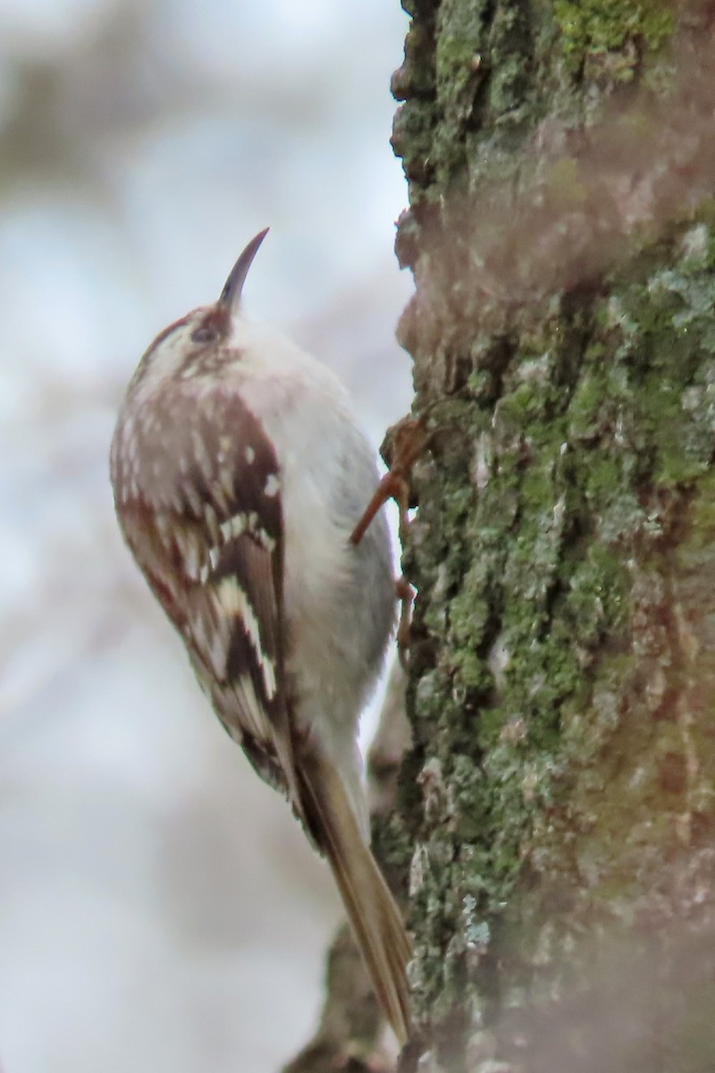 Brown Creeper - ML438705751