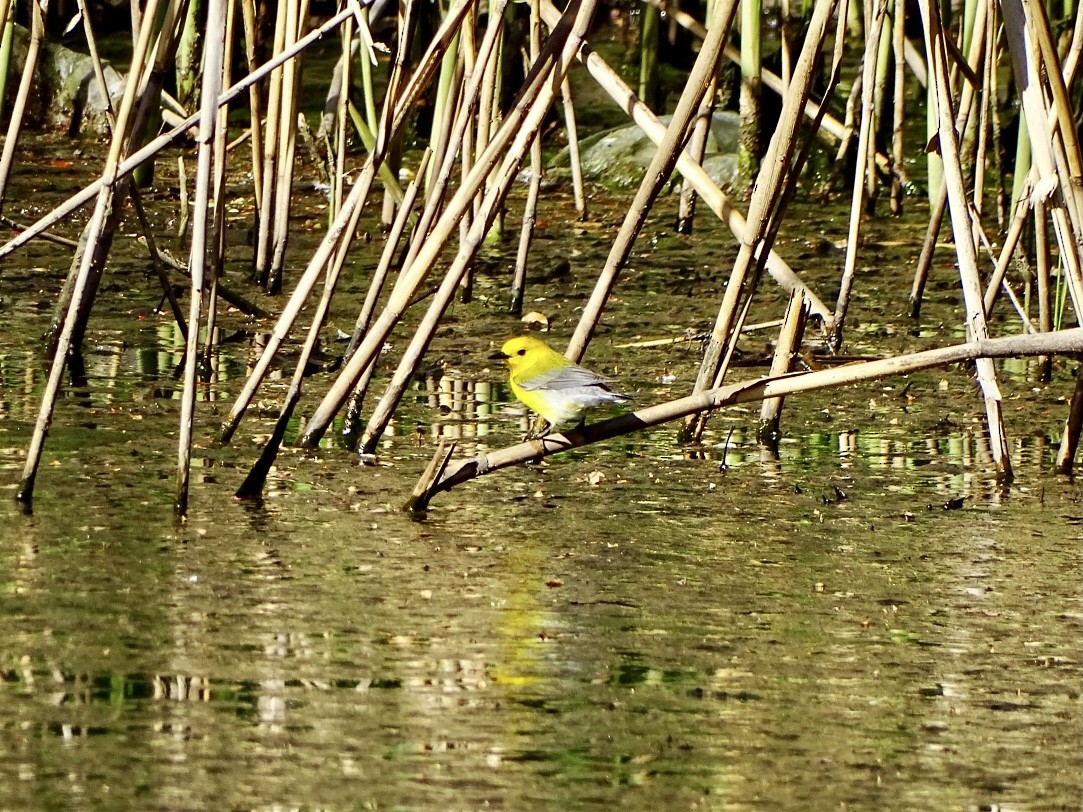 Prothonotary Warbler - ML438705891