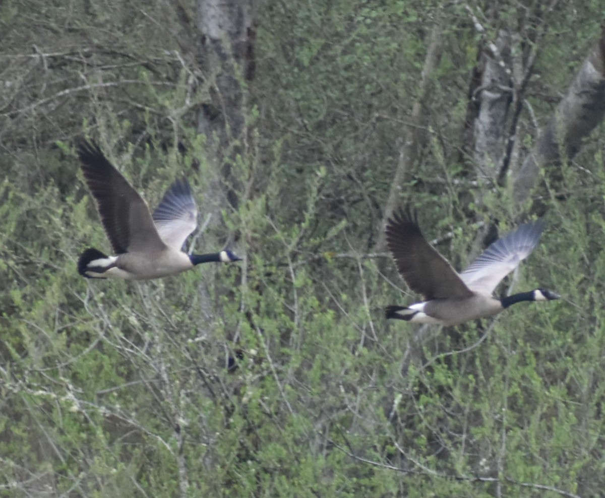 Canada Goose - ML438705961