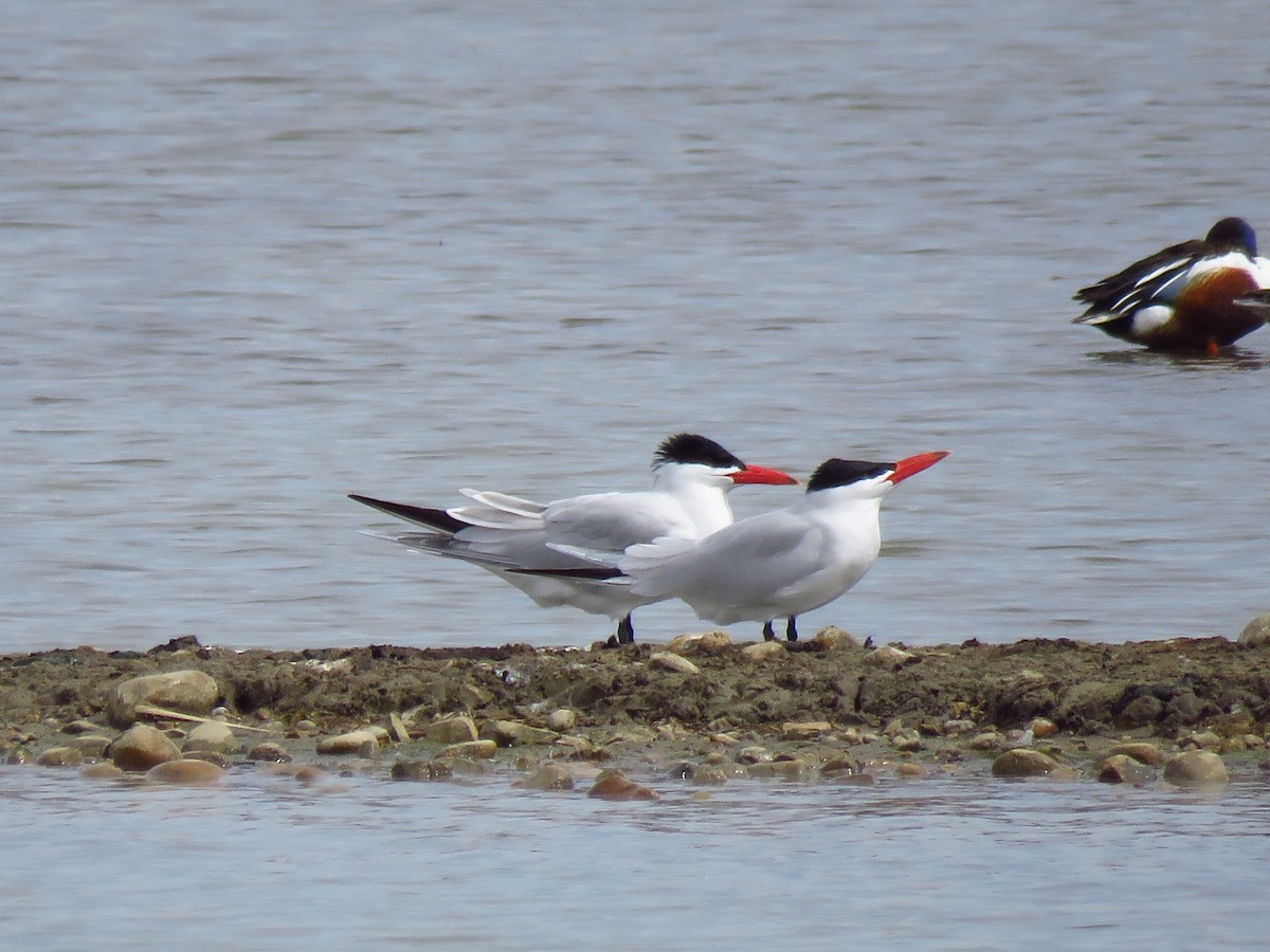 Caspian Tern - ML438706551