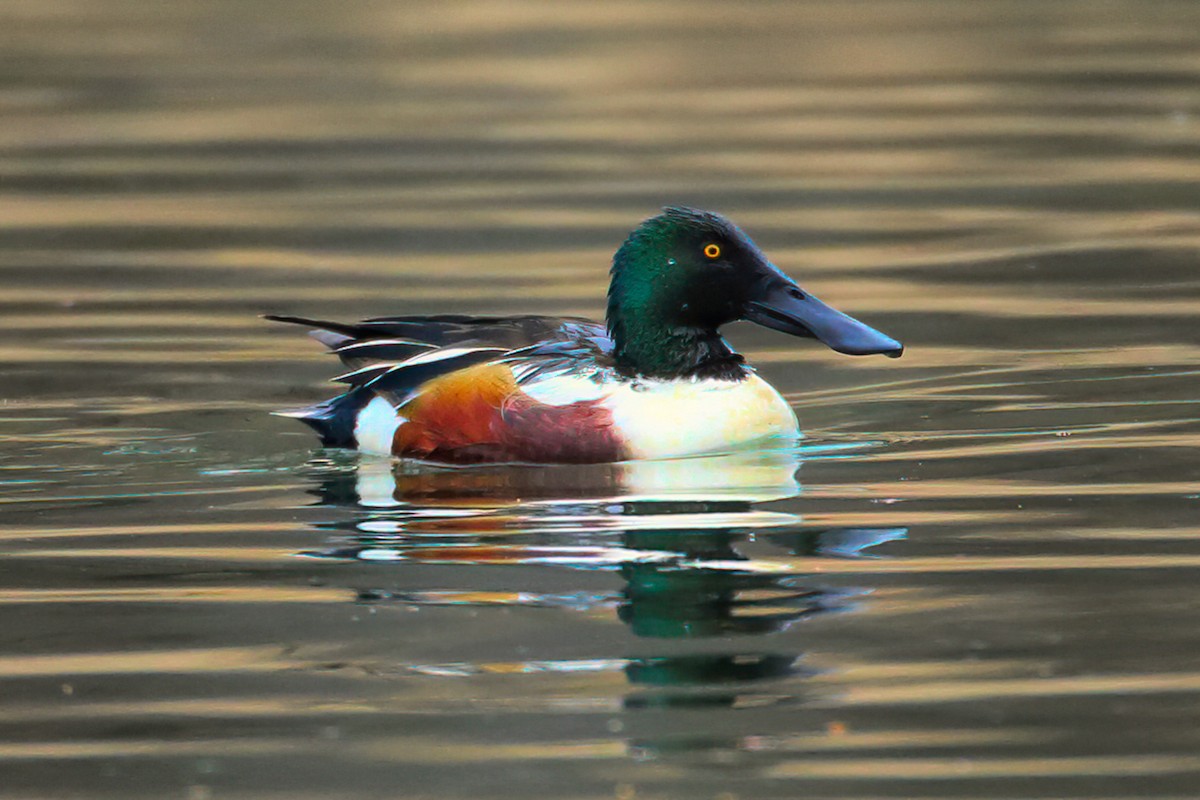 Northern Shoveler - Me XMan