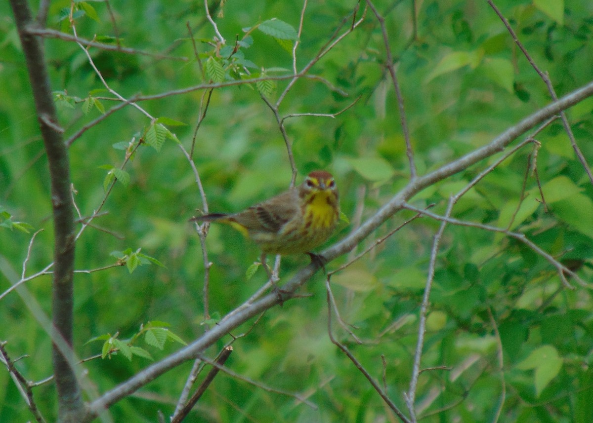 Palm Warbler - Anonymous