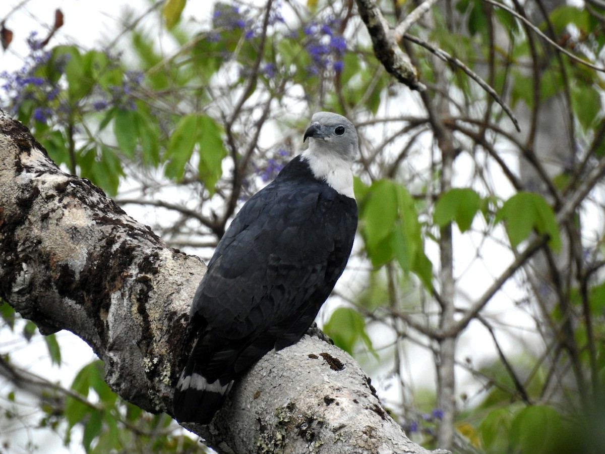 Gray-headed Kite - ML438710691