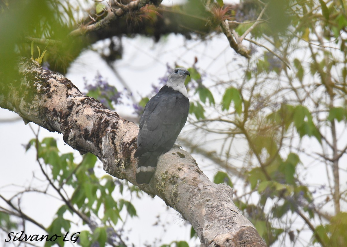 Gray-headed Kite - ML438710791