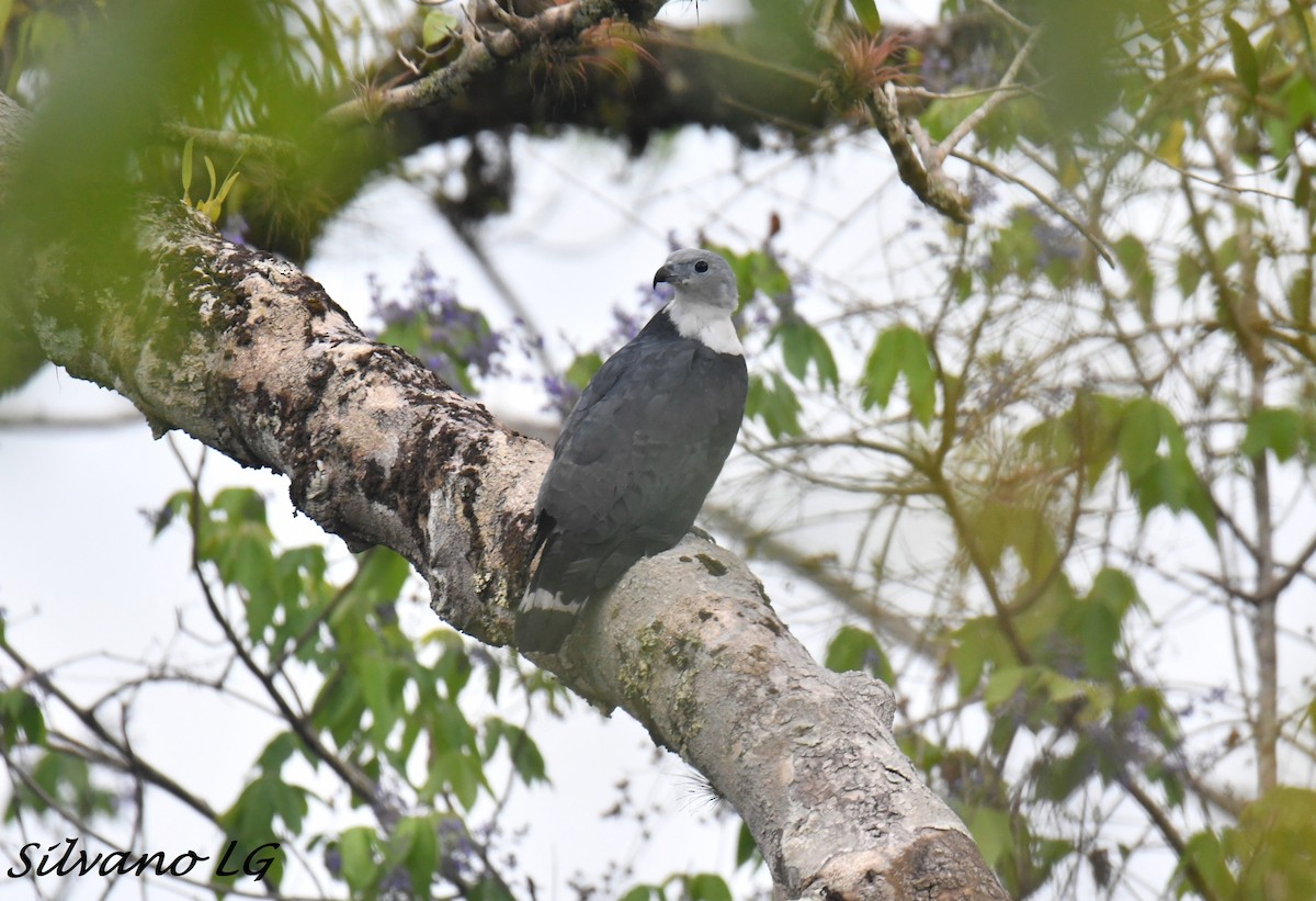 Gray-headed Kite - ML438710801