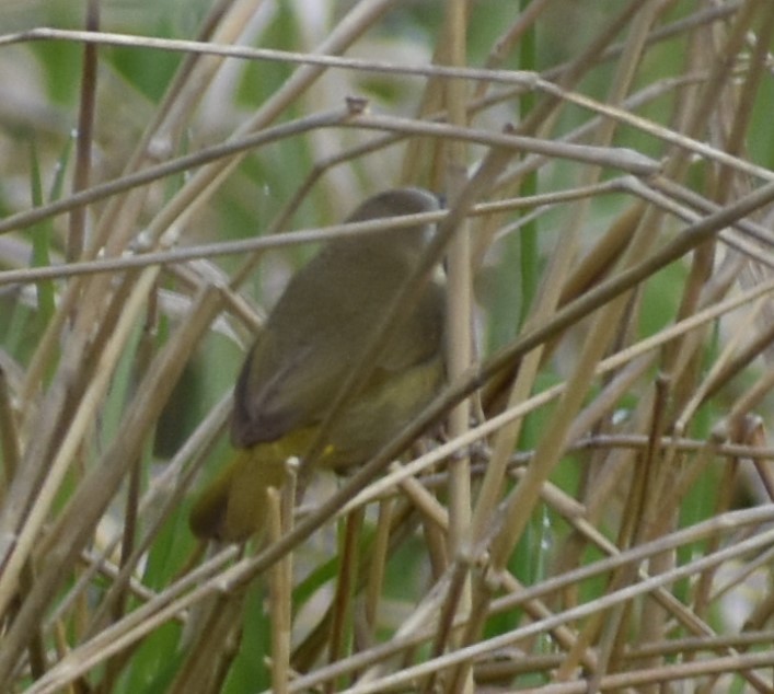 Paruline masquée - ML438711321