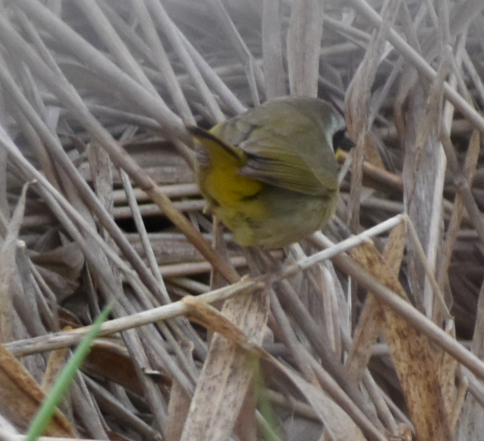 Common Yellowthroat - ML438711411