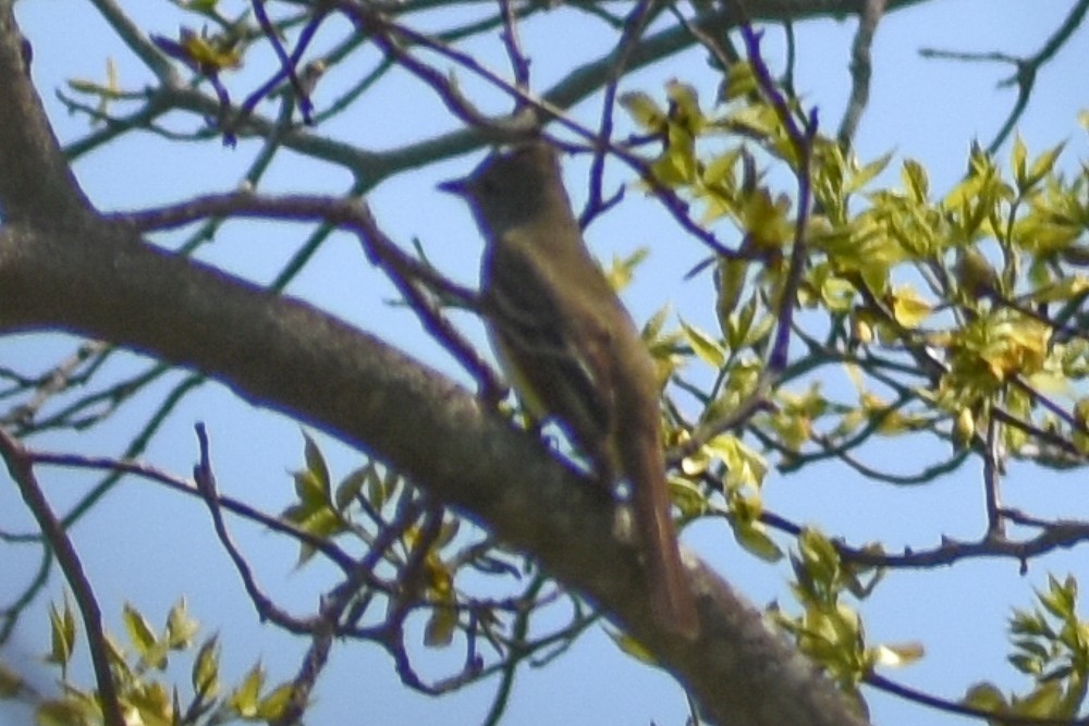 Great Crested Flycatcher - ML438712851