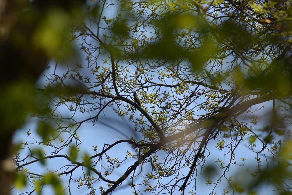 Great Crested Flycatcher - ML438712861