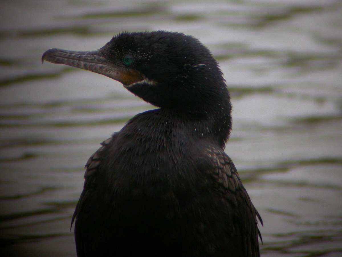 Neotropic Cormorant - ML43871541