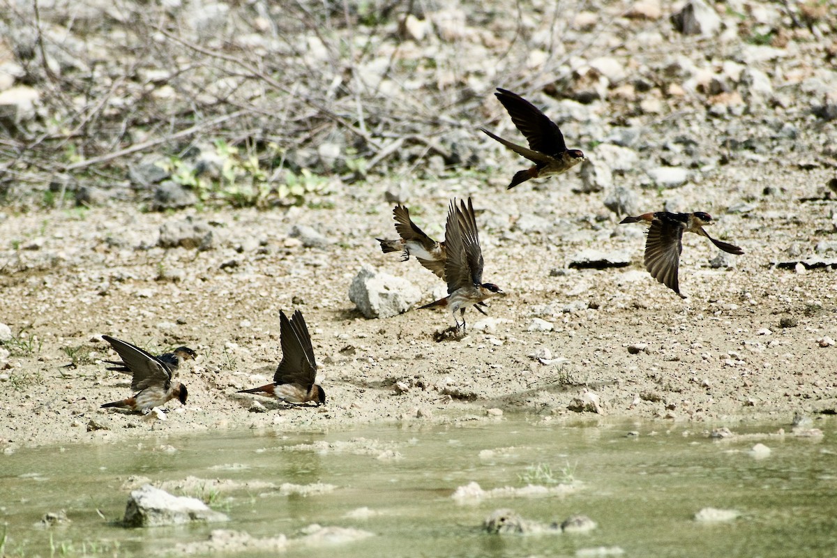 Cave Swallow (Caribbean) - ML438715831