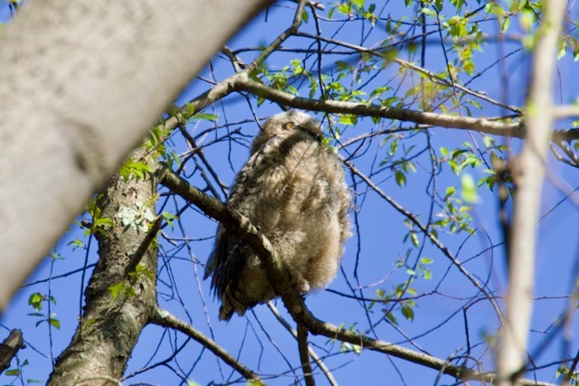Great Horned Owl - ML438715841
