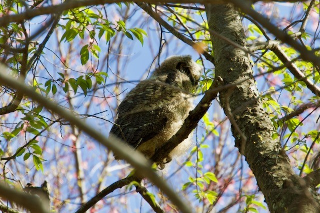 Great Horned Owl - ML438715851