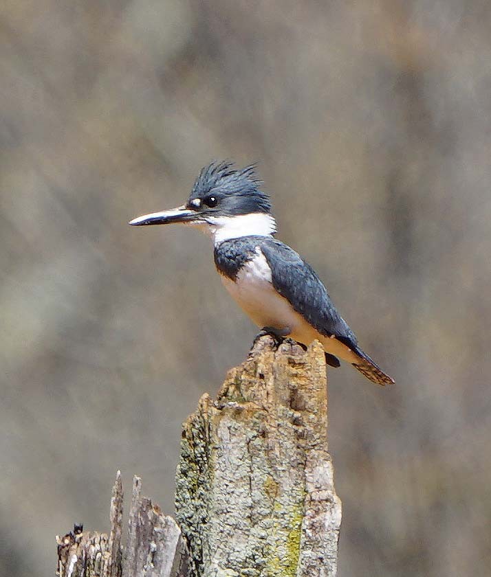 Belted Kingfisher - Mark McConaughy