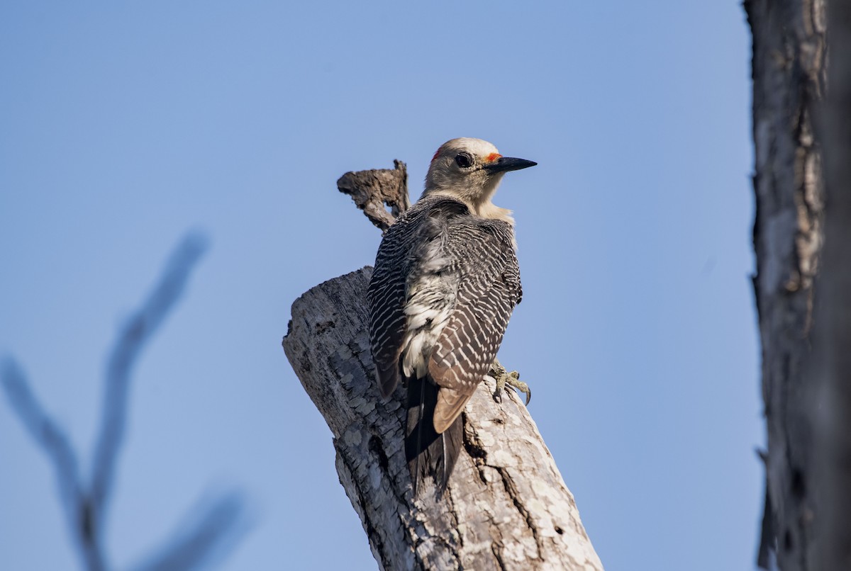 Golden-fronted Woodpecker - ML438716281