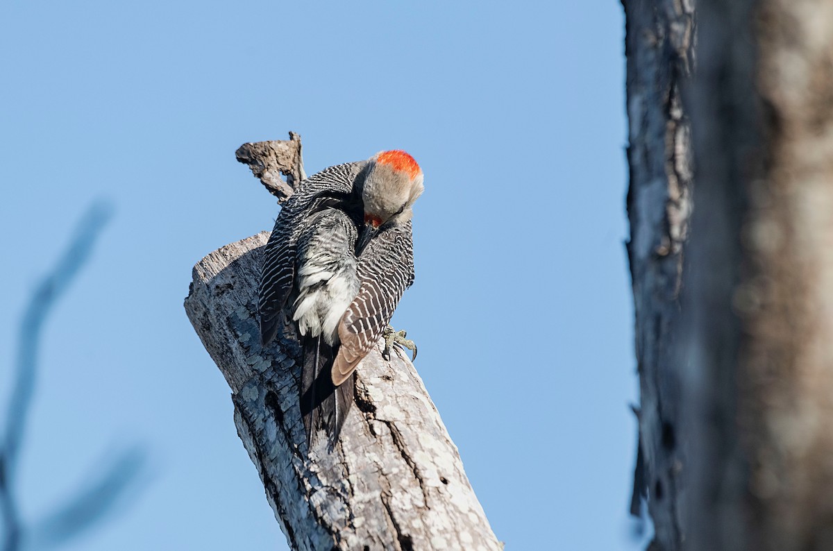 Golden-fronted Woodpecker - ML438716301