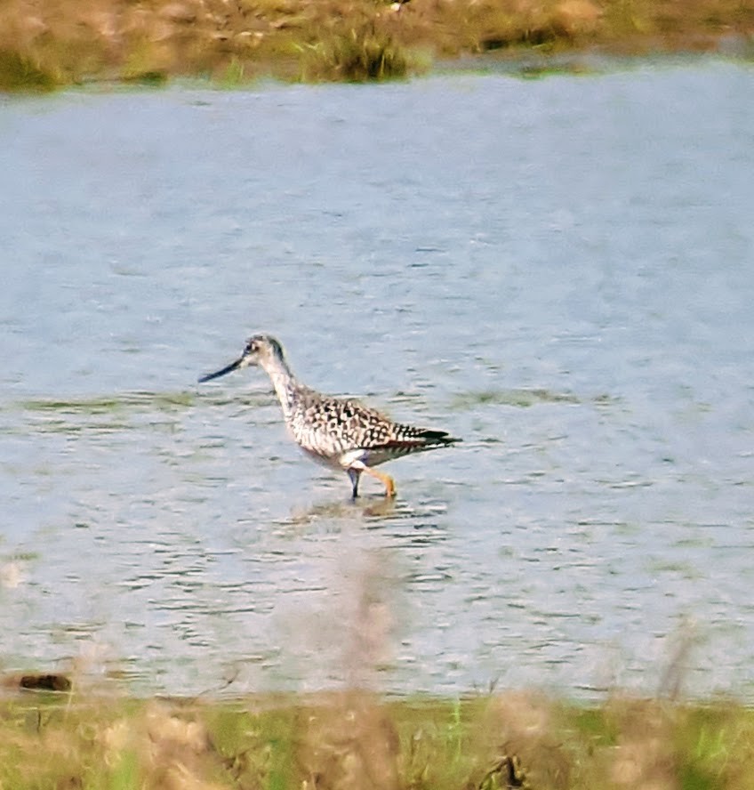 Greater Yellowlegs - ML438716931