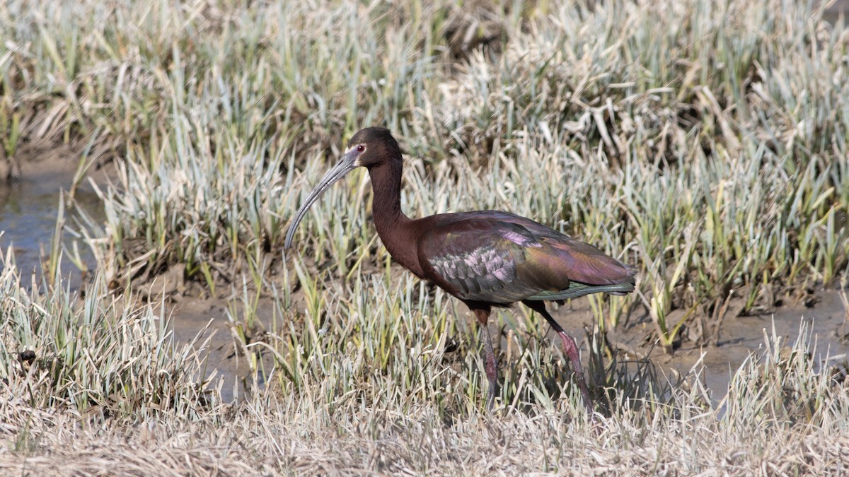 White-faced Ibis - Eric Hynes