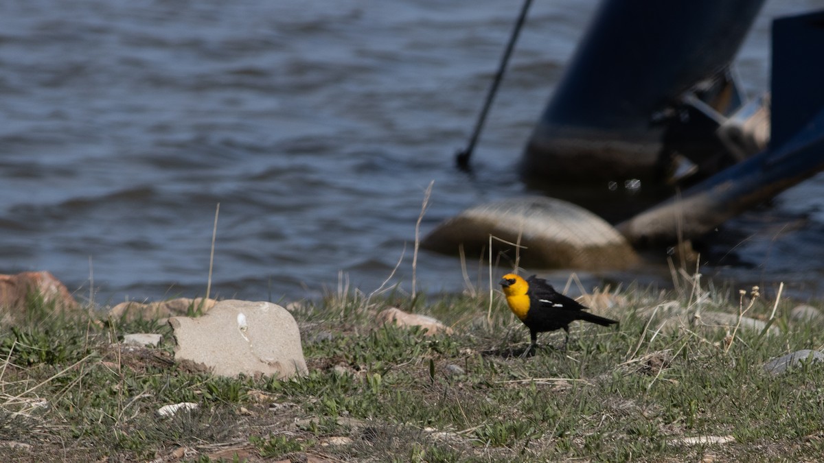 Yellow-headed Blackbird - ML438717641