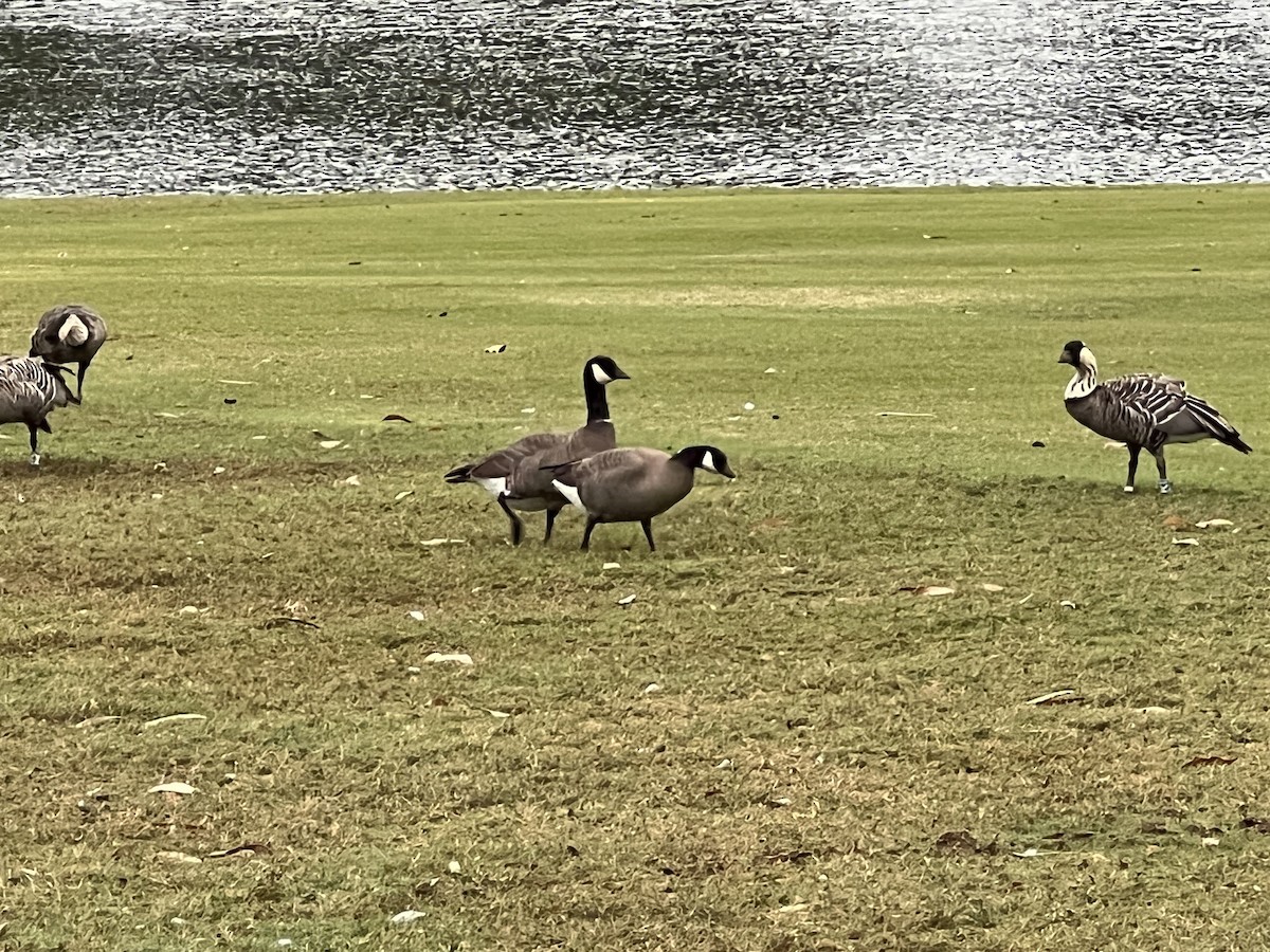 Cackling Goose - Jeff&Jenn Joffray