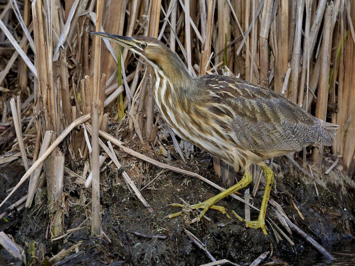 American Bittern - Bill Massaro