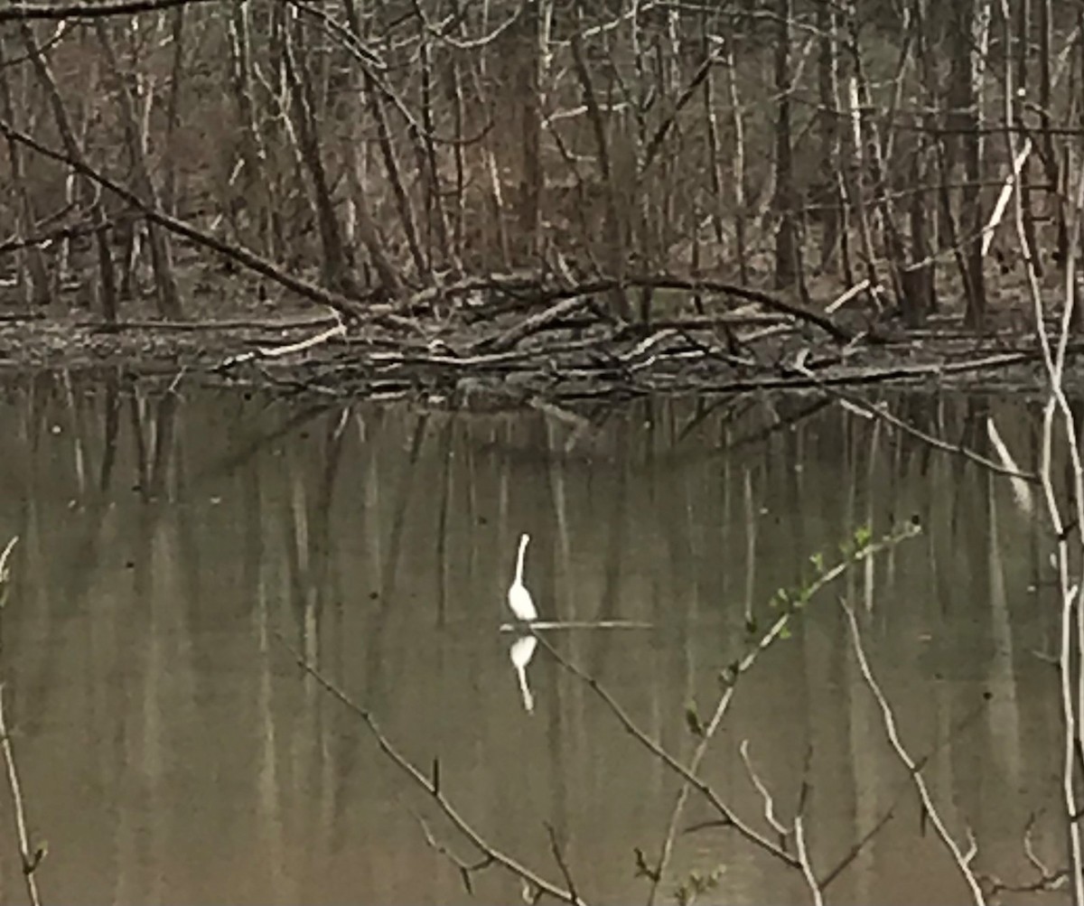 Great Egret - ML438719991