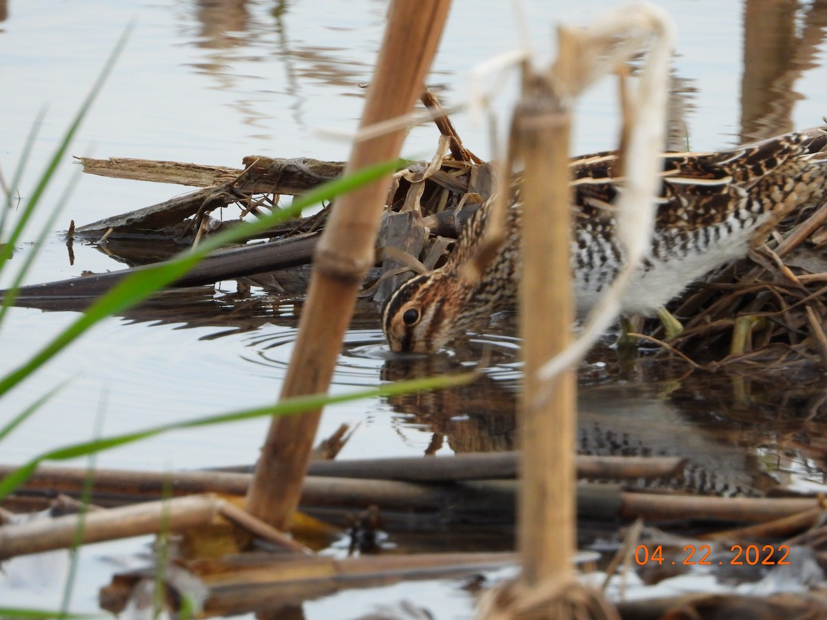 Wilson's Snipe - ML438720971