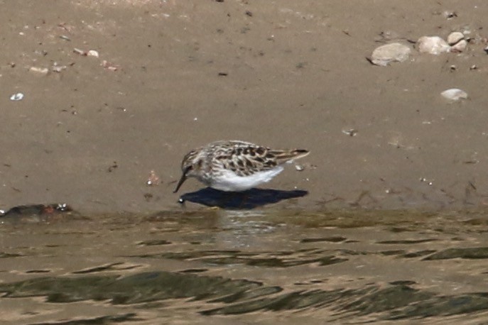 Least Sandpiper - ML438721161