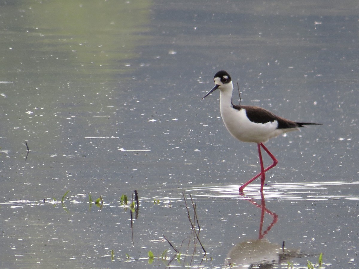 Black-necked Stilt - ML438721861