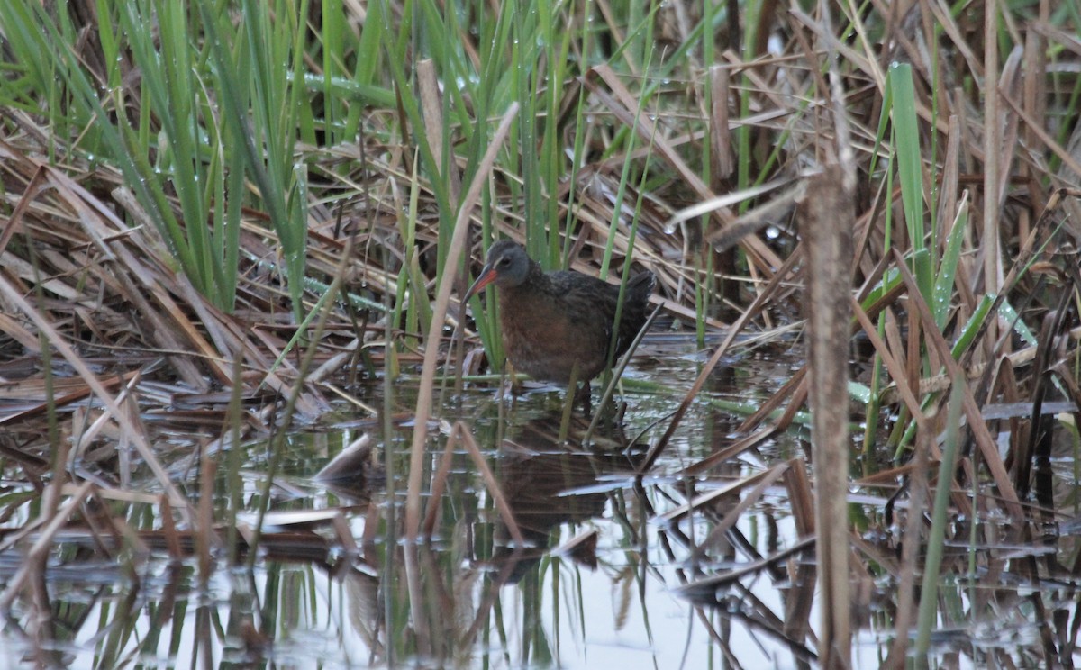 コオニクイナ - ML438722651