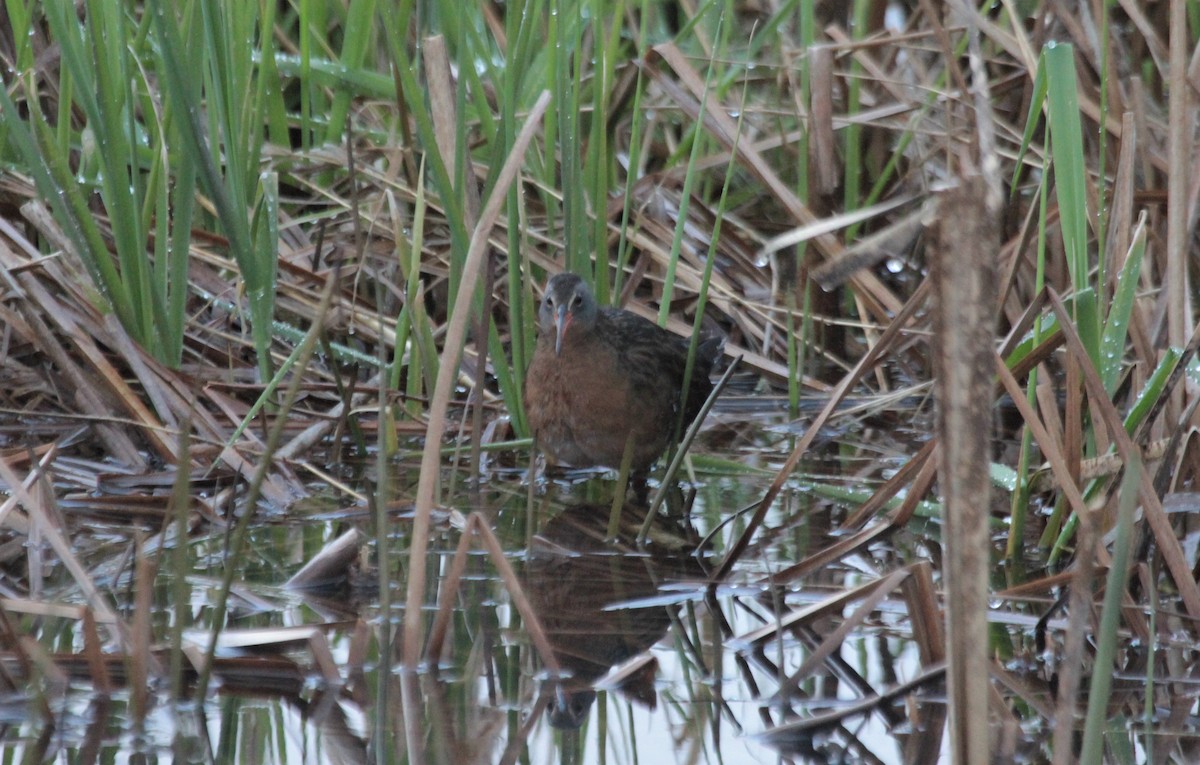 コオニクイナ - ML438722671