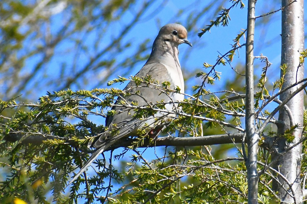 Mourning Dove - ML438723191