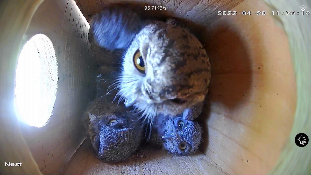 Western Screech-Owl - ML438723341