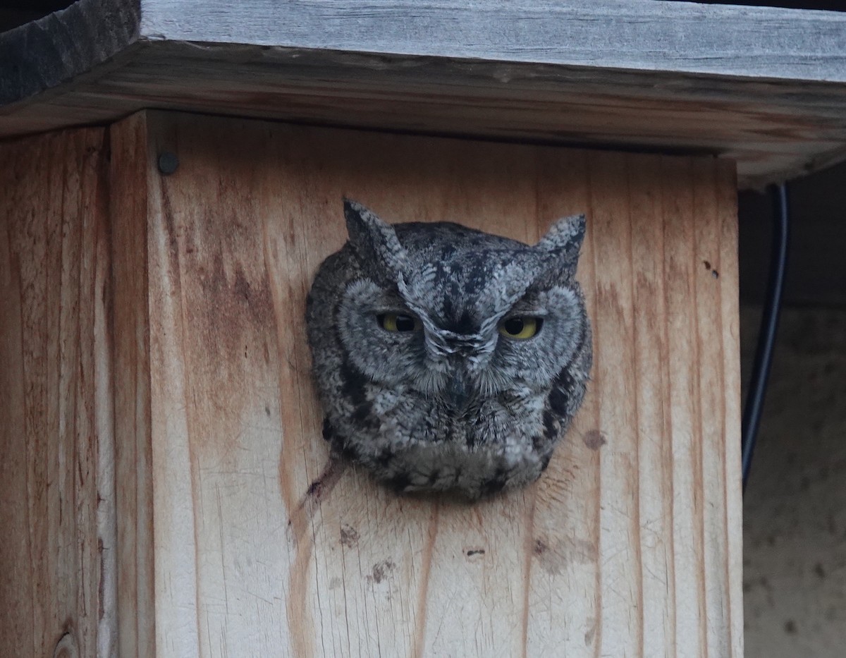 Western Screech-Owl - ML438723461