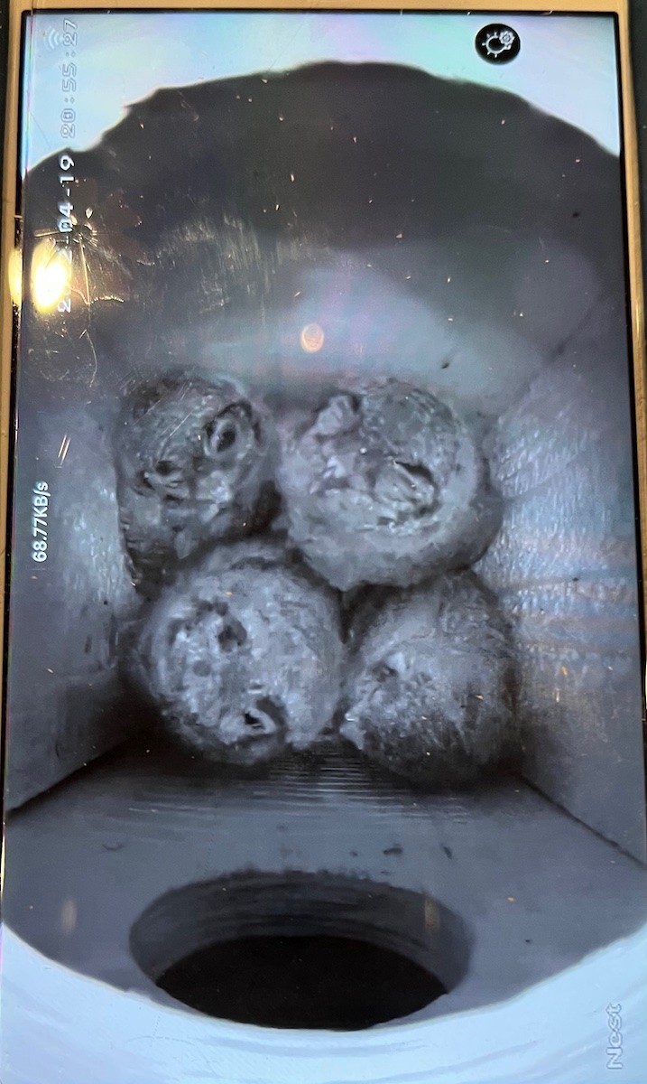 Western Screech-Owl - ML438723471