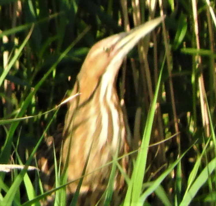 American Bittern - Mark Meunier