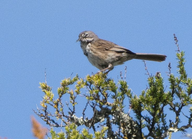 Bell's Sparrow (belli) - ML438724731