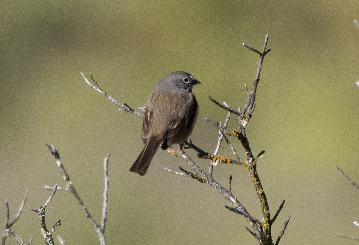 Bell's Sparrow (belli) - ML438724791