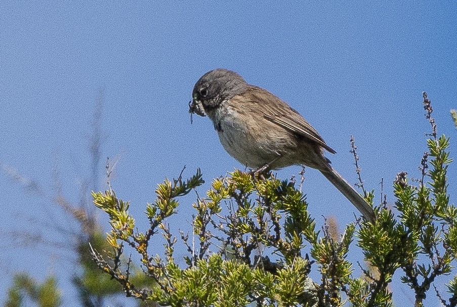 Bell's Sparrow (belli) - ML438724801