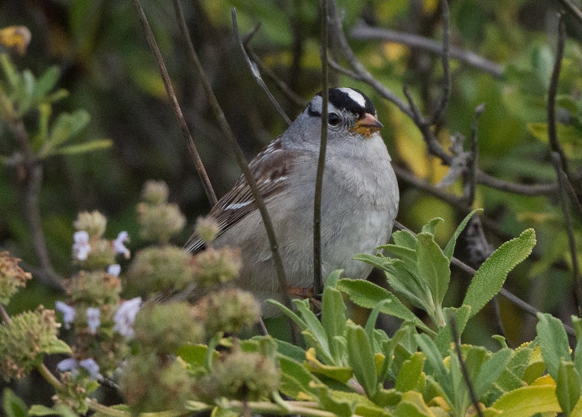 White-crowned Sparrow - ML438724821