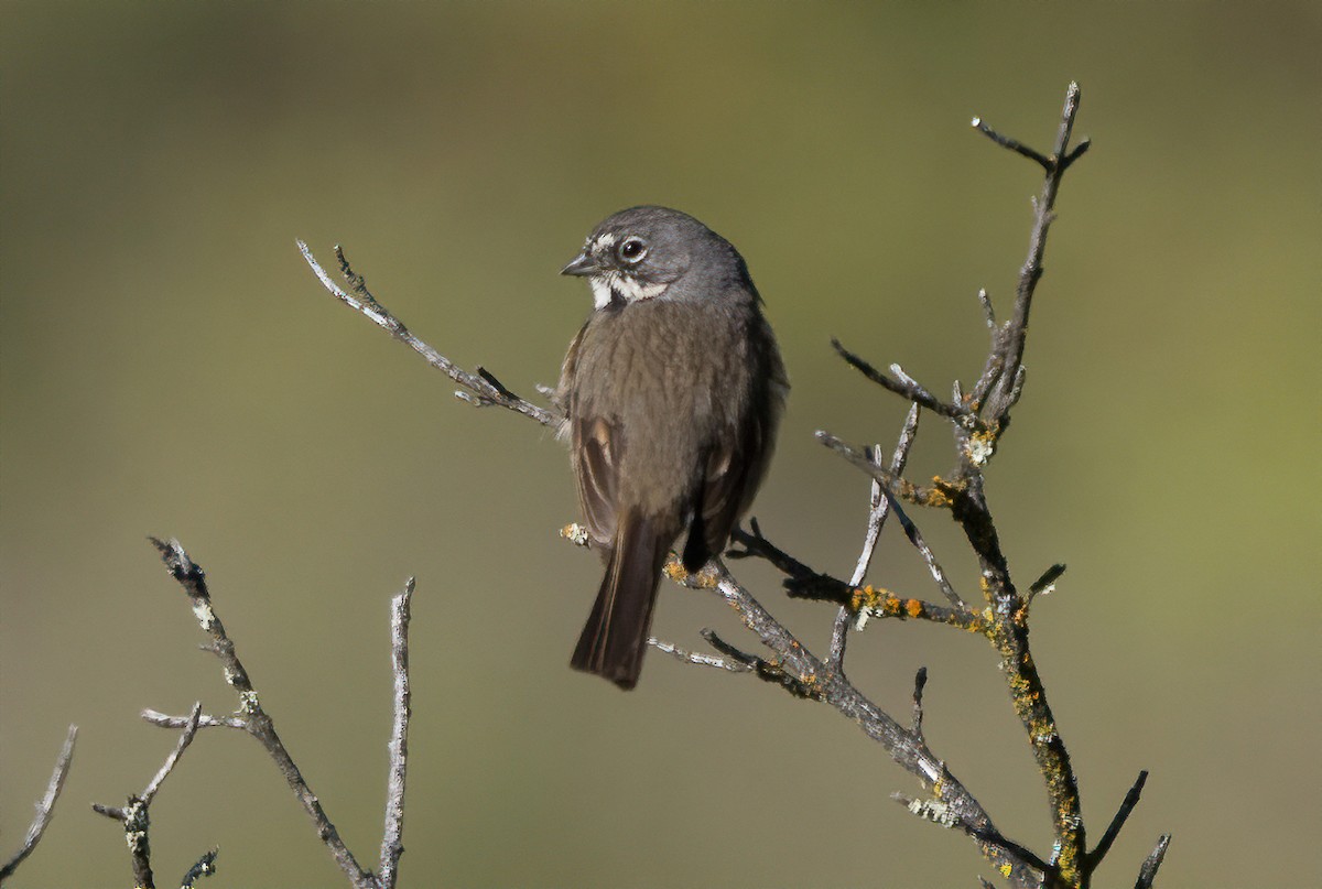 Bell's Sparrow (belli) - ML438726851