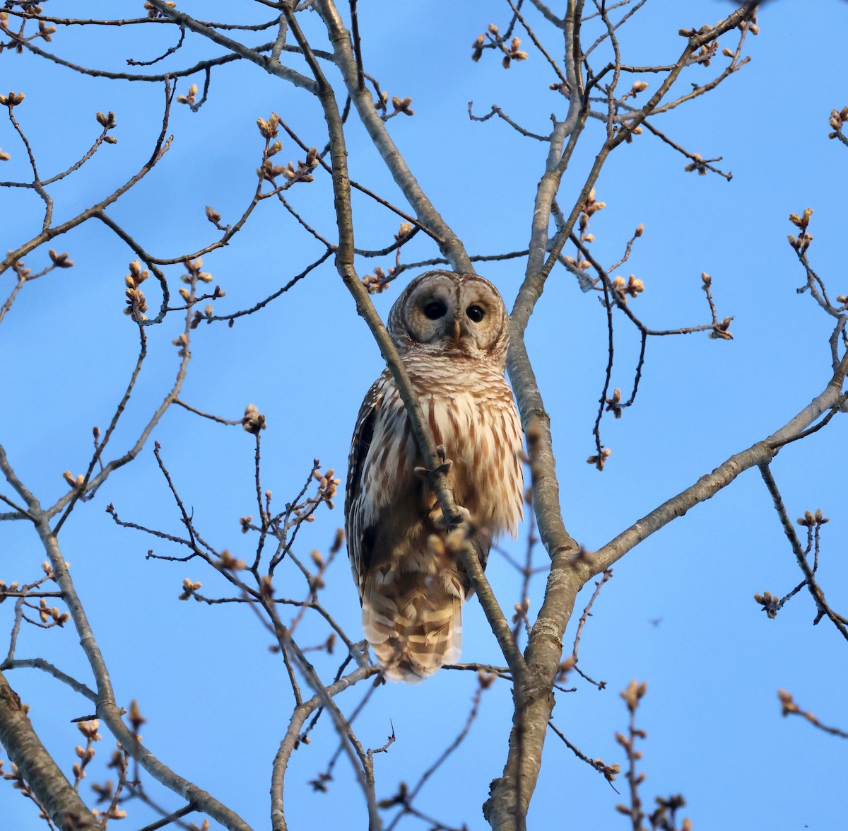 アメリカフクロウ - ML438727251