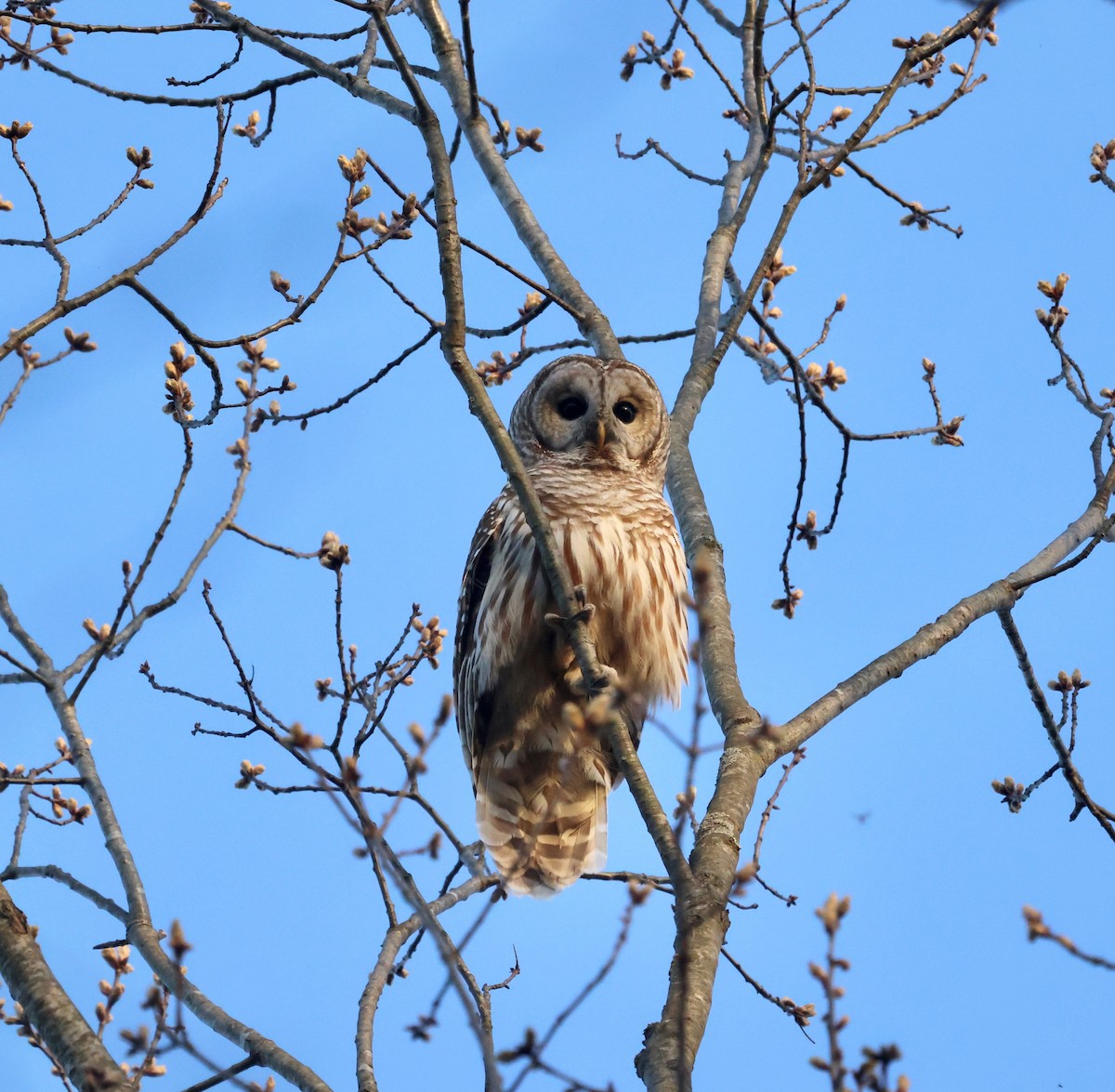 Barred Owl - ML438727251