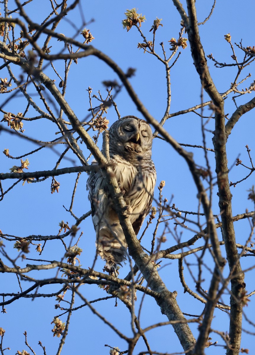 Barred Owl - ML438727261