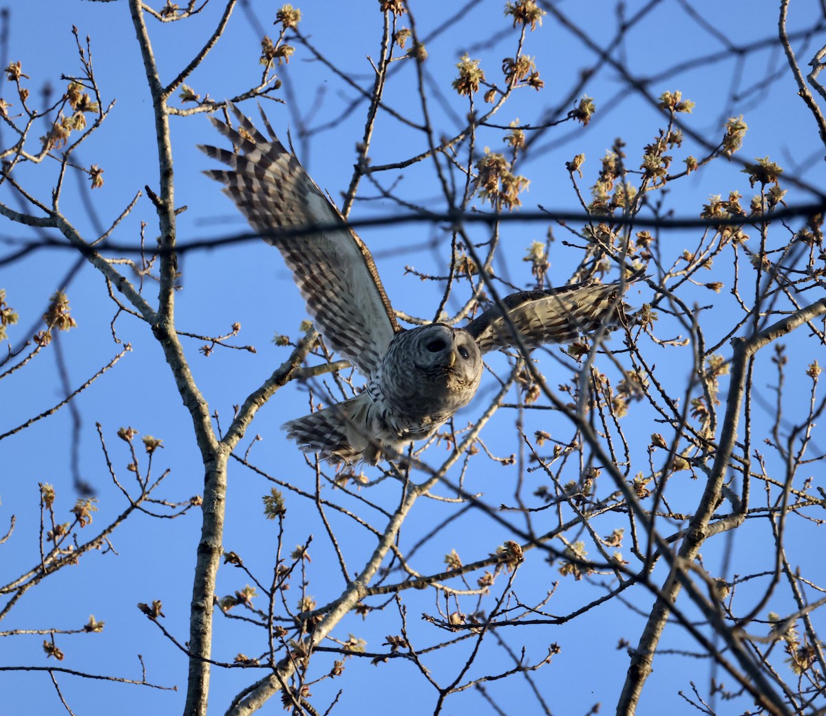 Barred Owl - ML438727281