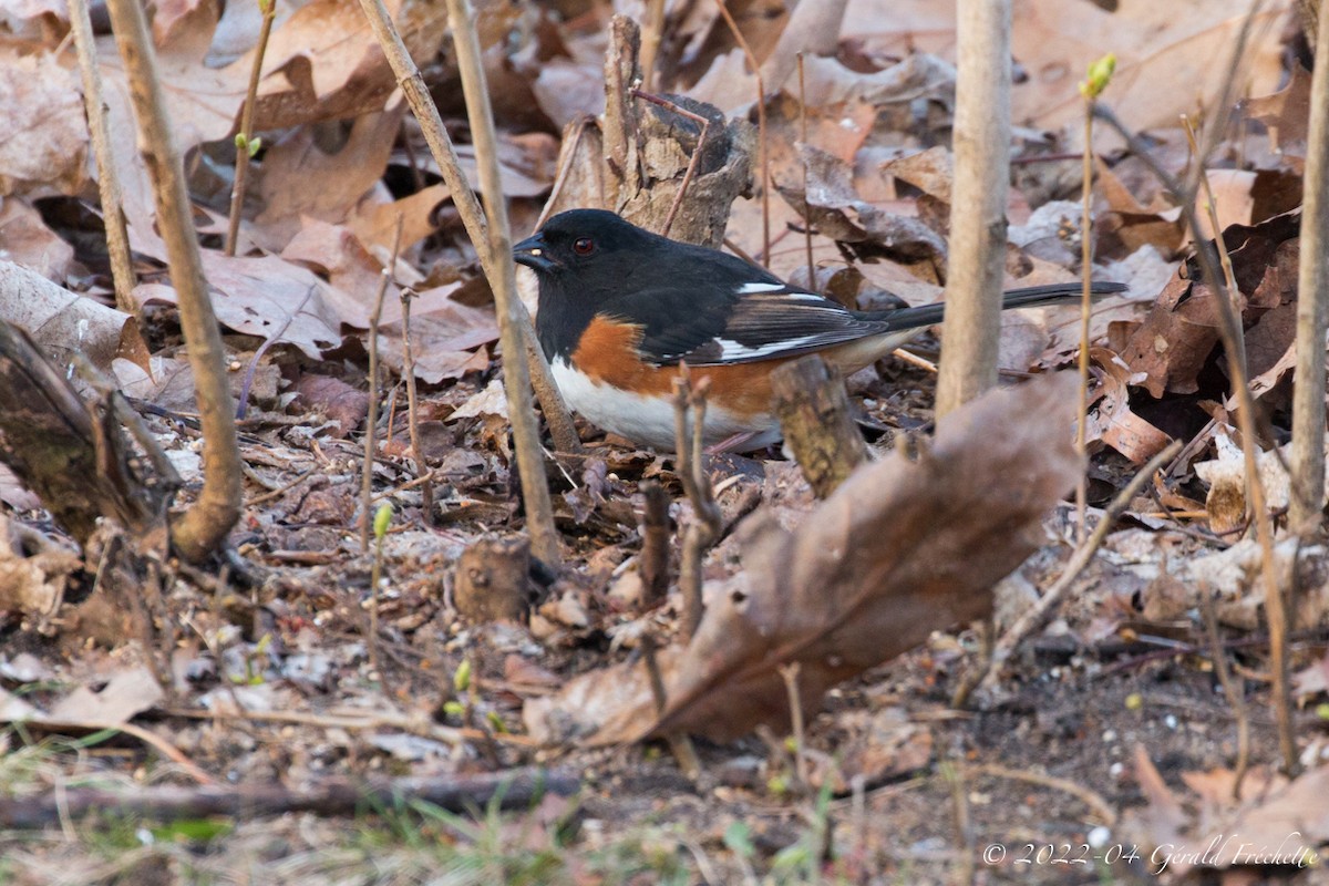 Eastern Towhee - ML438728291