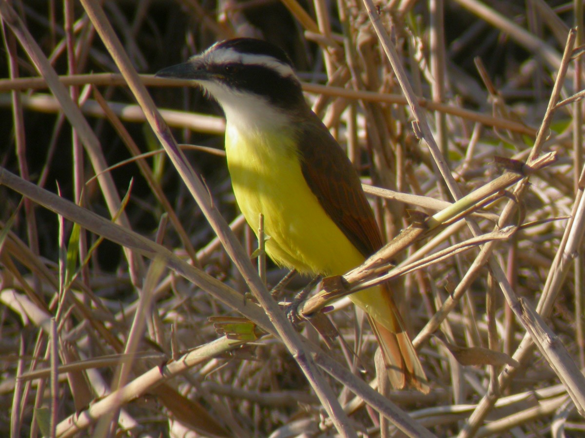 Great Kiskadee - Michael Todd